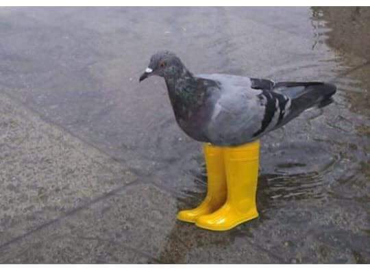 Tauben Regen