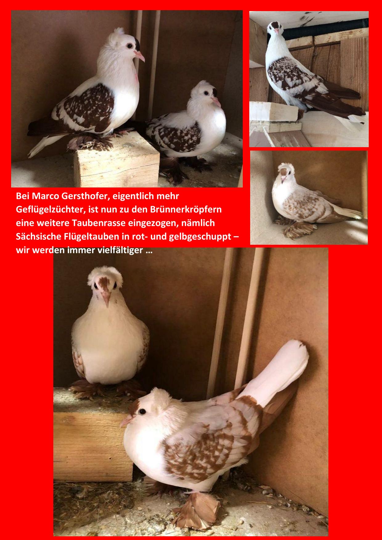 06 Gersthofer 01