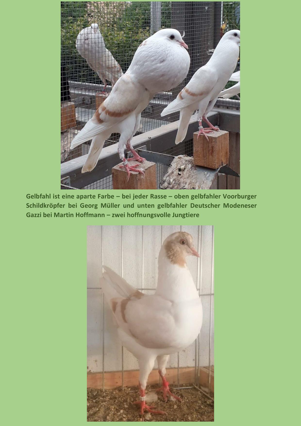 07 gelbfahl 01