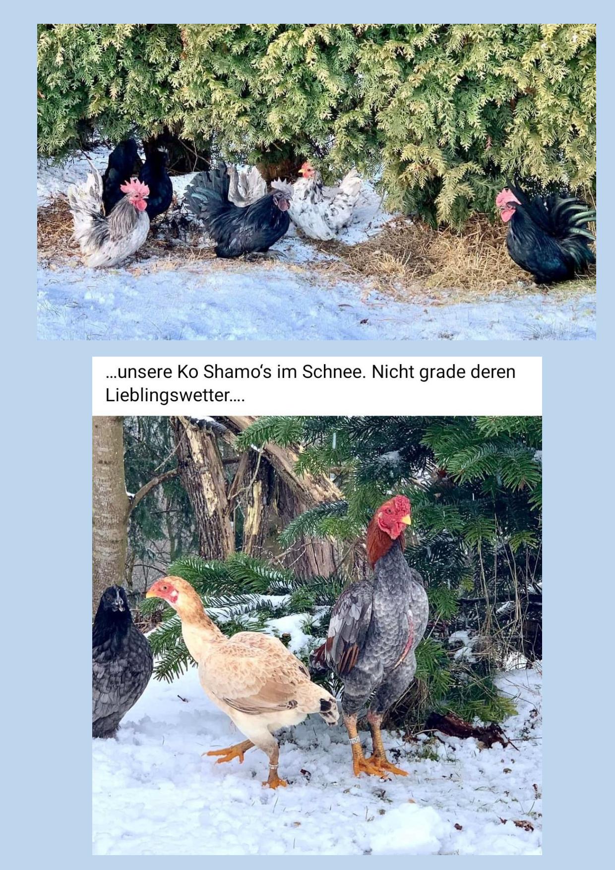 01 Brezcovec 01