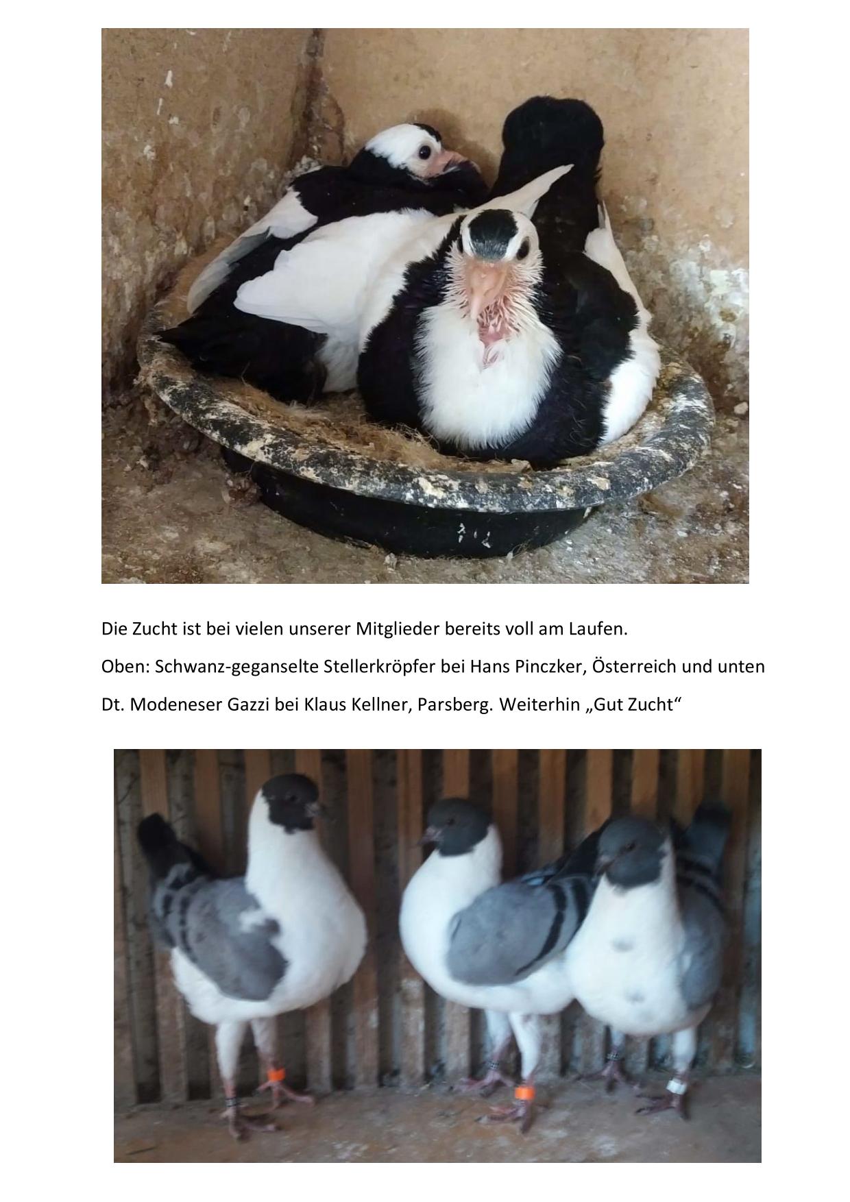 03 gut Zucht 01