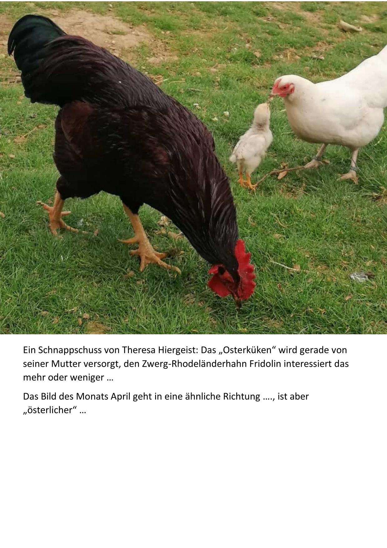 04 Osterküken1 01