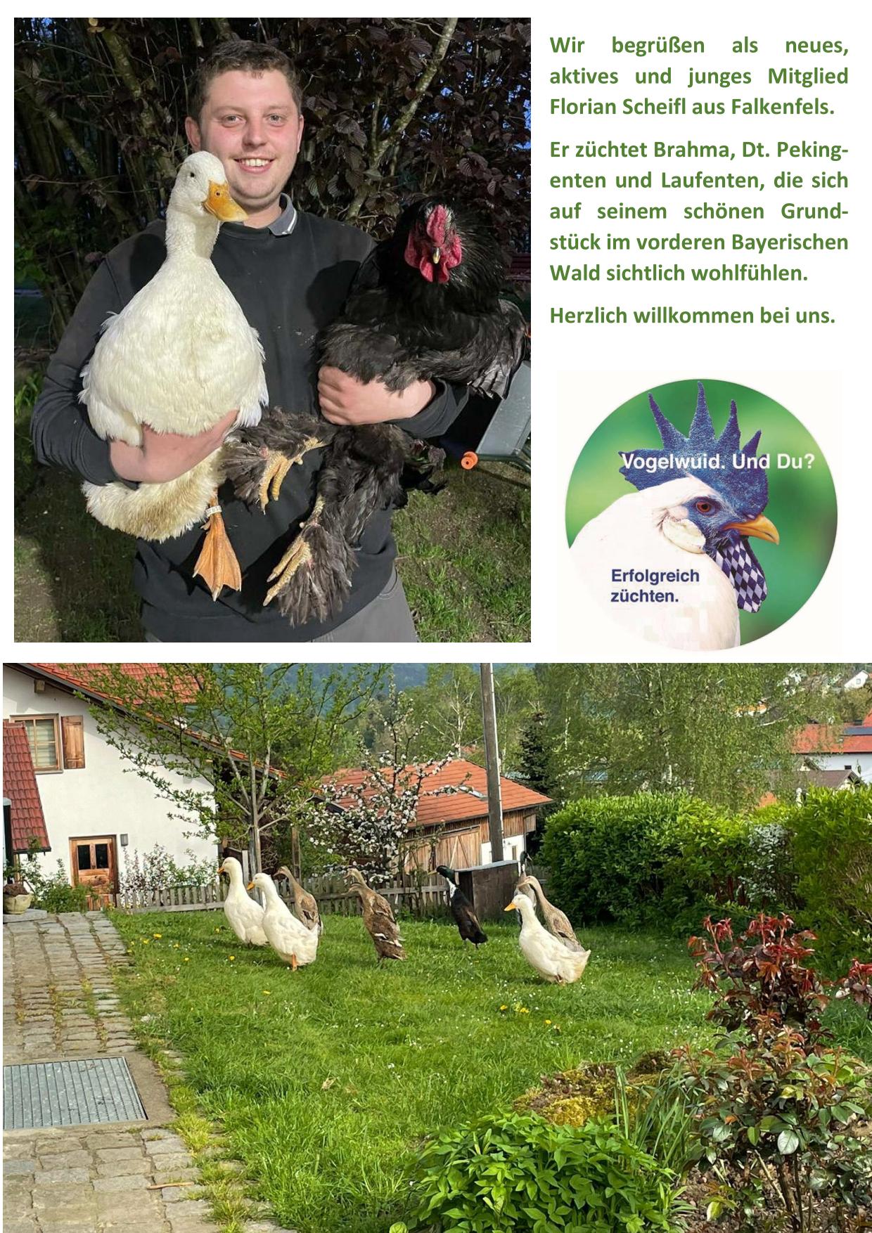 5 Scheifl 01