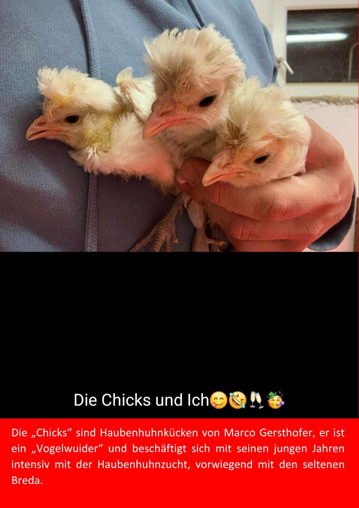 3 Chicks von Marco Gersthofer 01