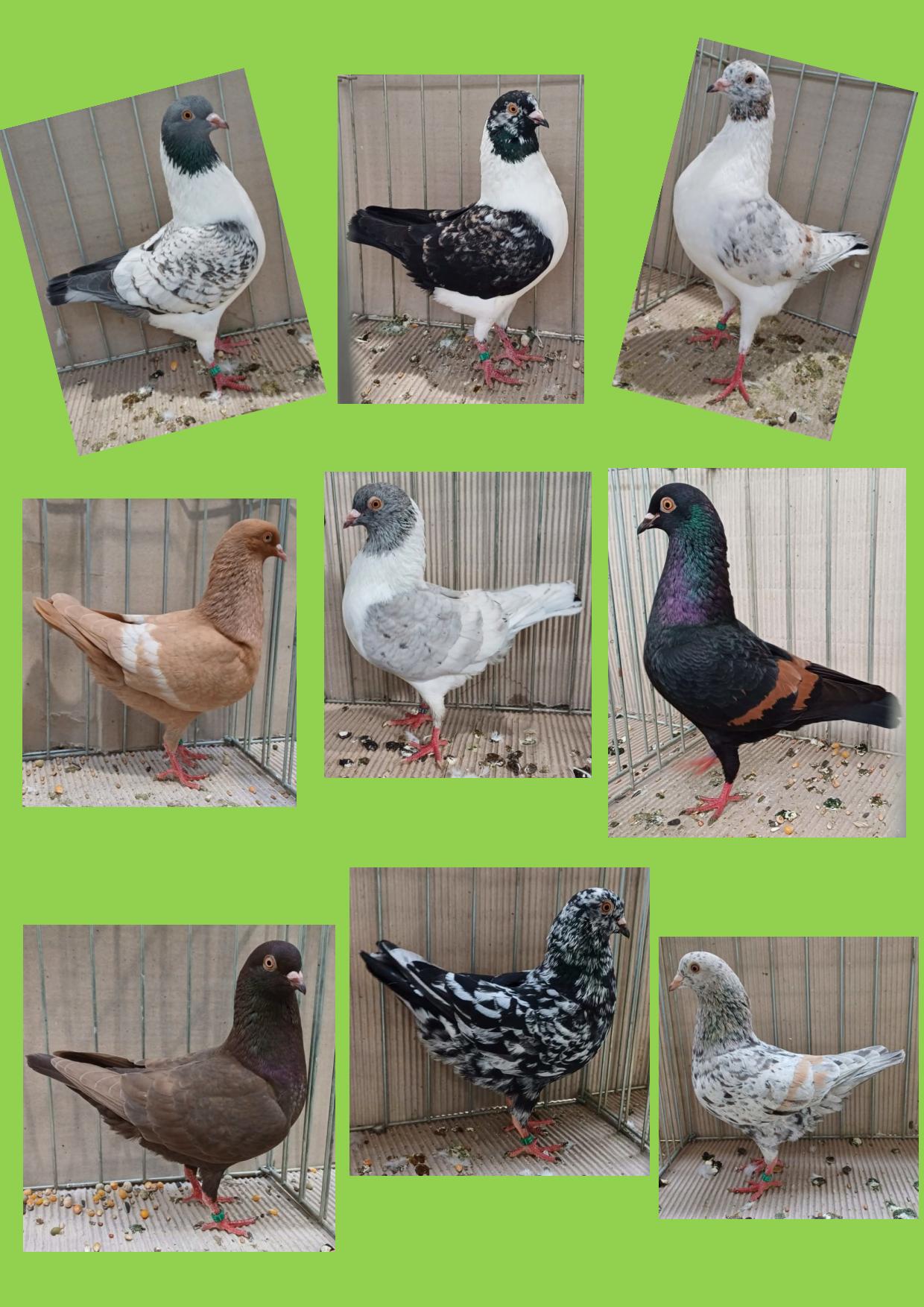 10 Farbenfreude aus Italien 01