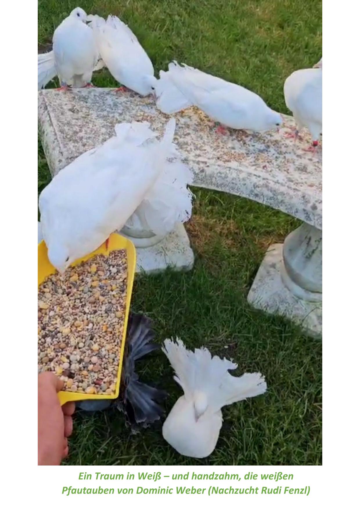 8 Pfautauben 01