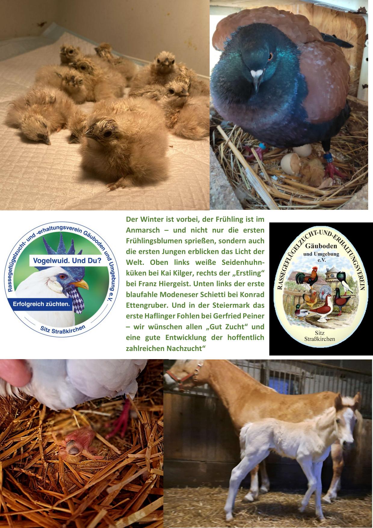 3 Nachzucht 01