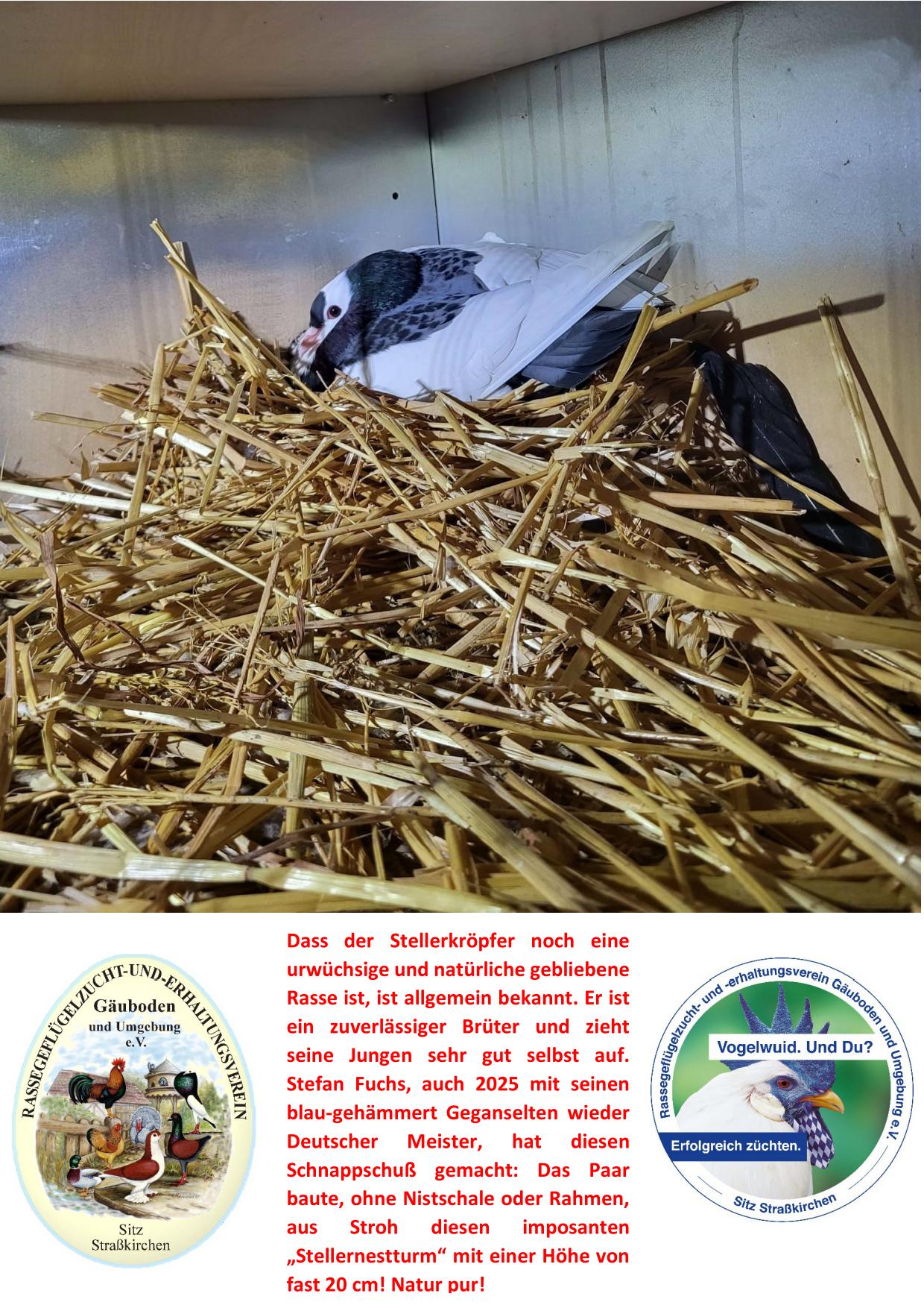 3 Stellernestturm bei Fuchs Stefan 01