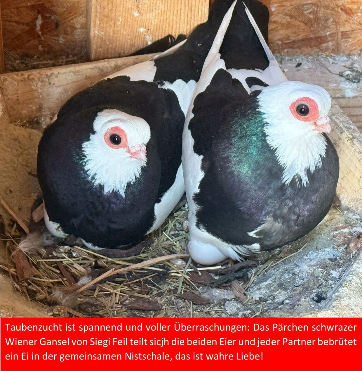 4 wahre Liebe 01