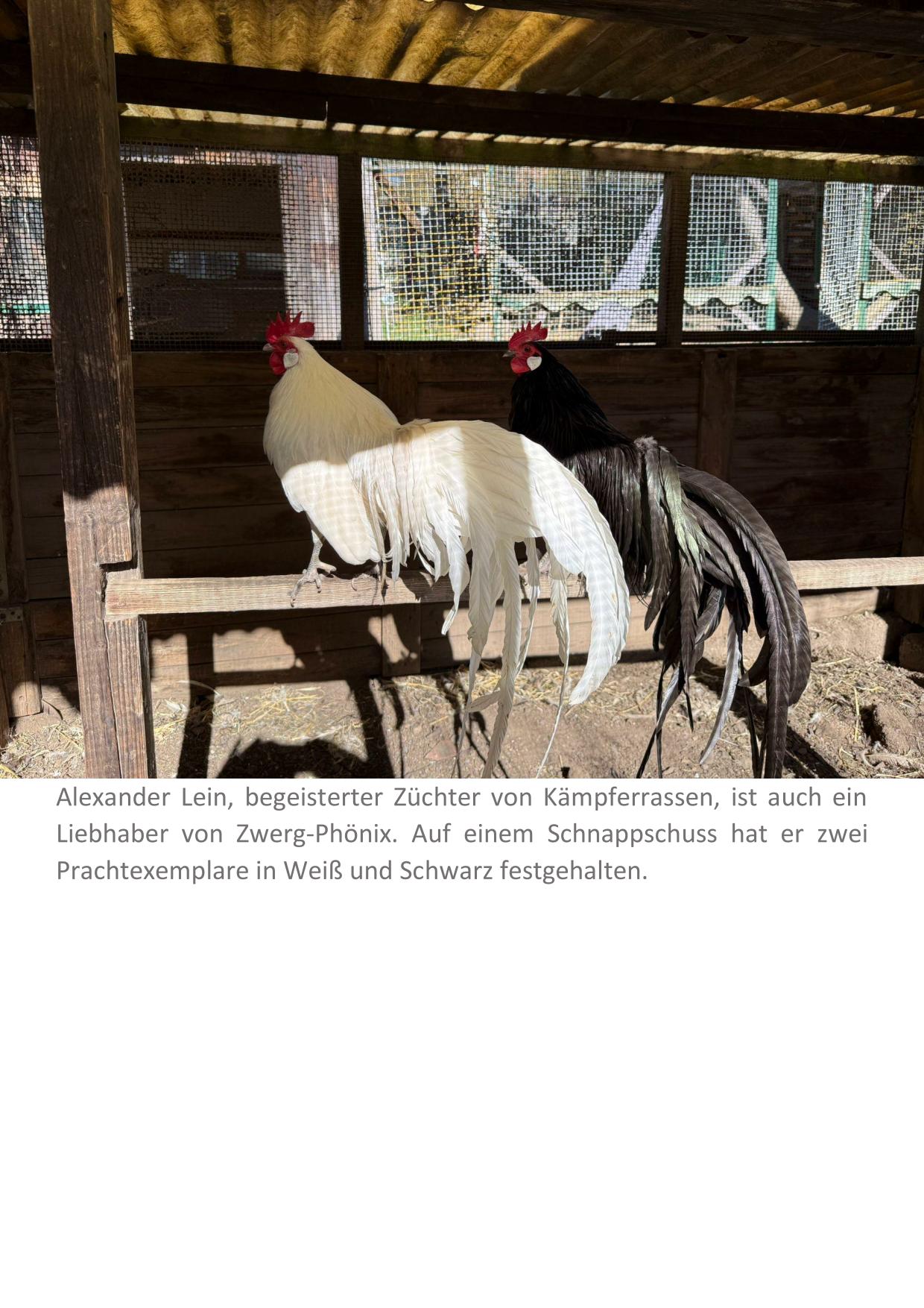 5 Zwerg Phönix 01