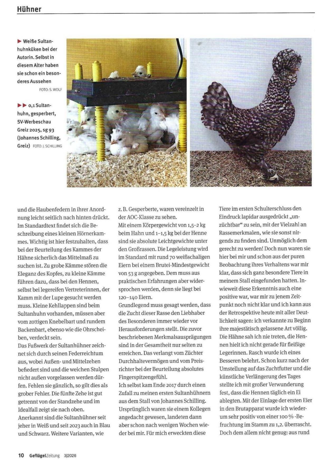 Sultanhühner 03