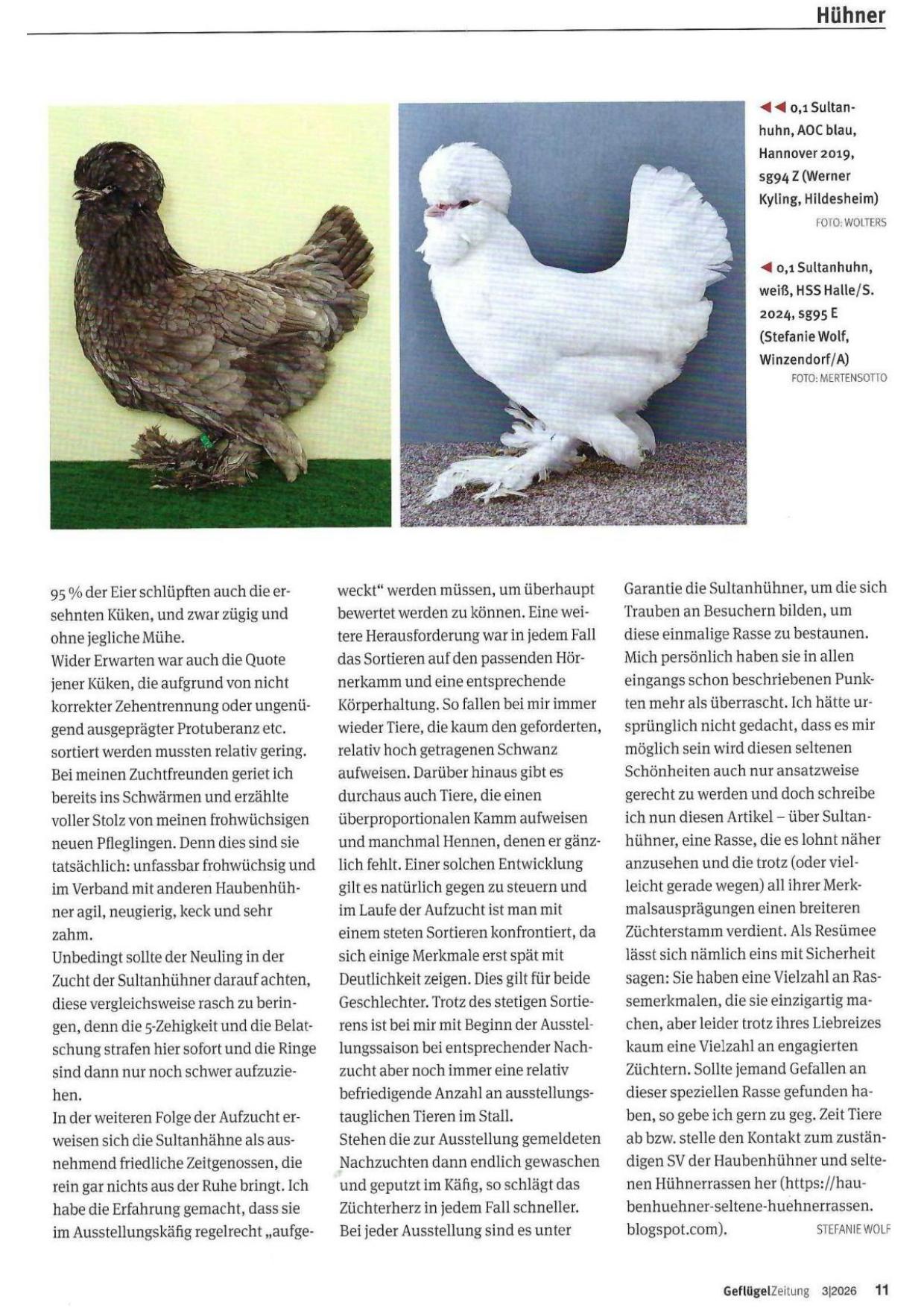 Sultanhühner 04
