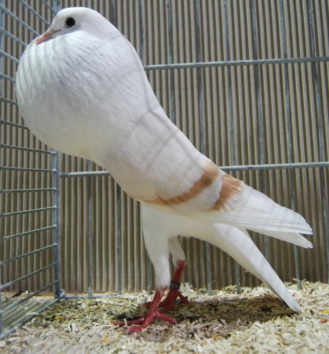 Müller