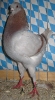 Stämme + Einzel