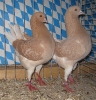Stämme + Einzel