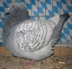 Stämme + Einzel