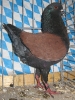 Stämme+Einzel