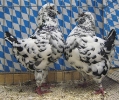 Stämme+Einzel
