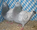 Stämme+Einzel