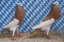 Stämme+Einzel