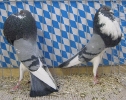 Stämme+Einzel