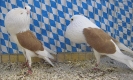 Stämme+Einzel