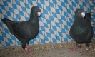 Stämme+Einzel