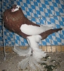 Stämme+Einzel