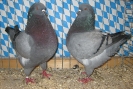 Stämme+Einzel