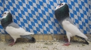 Stämme+Einzel