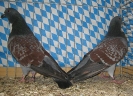Stämme+Einzel