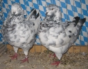 Stämme+Einzel