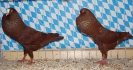 Stämme+Einzel
