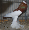 PR_Tiere_53