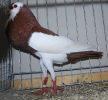PR_Tiere_55