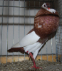 PR_Tiere_56