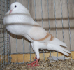 PR_Tiere_58