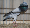 PR_Tiere_59
