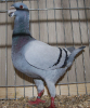 PR_Tiere_62