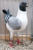 PR_Tiere_75
