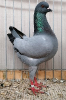 PR_Tiere_77