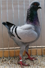 PR_Tiere_78