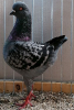 PR_Tiere_80