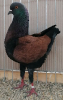 PR_Tiere_86
