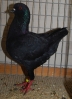 HSS Mod_87