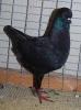 HSS Mod_88