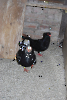 It_106