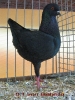 Lokalschau_52