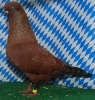 Unsere V-Tiere