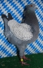 Unsere V-Tiere